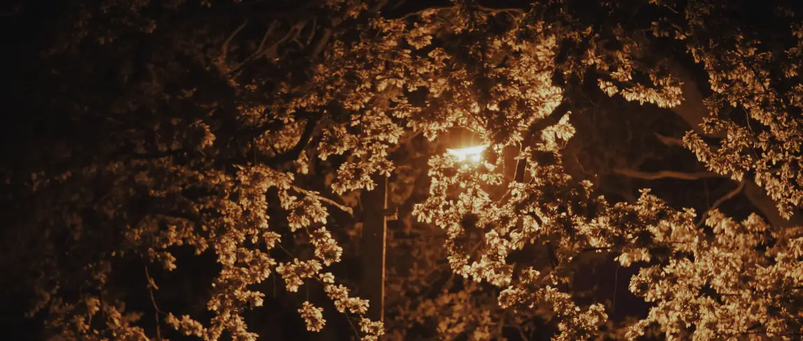 Anna: a streetlamp glows through tangled bare branches at night, warm amber against deep darkness