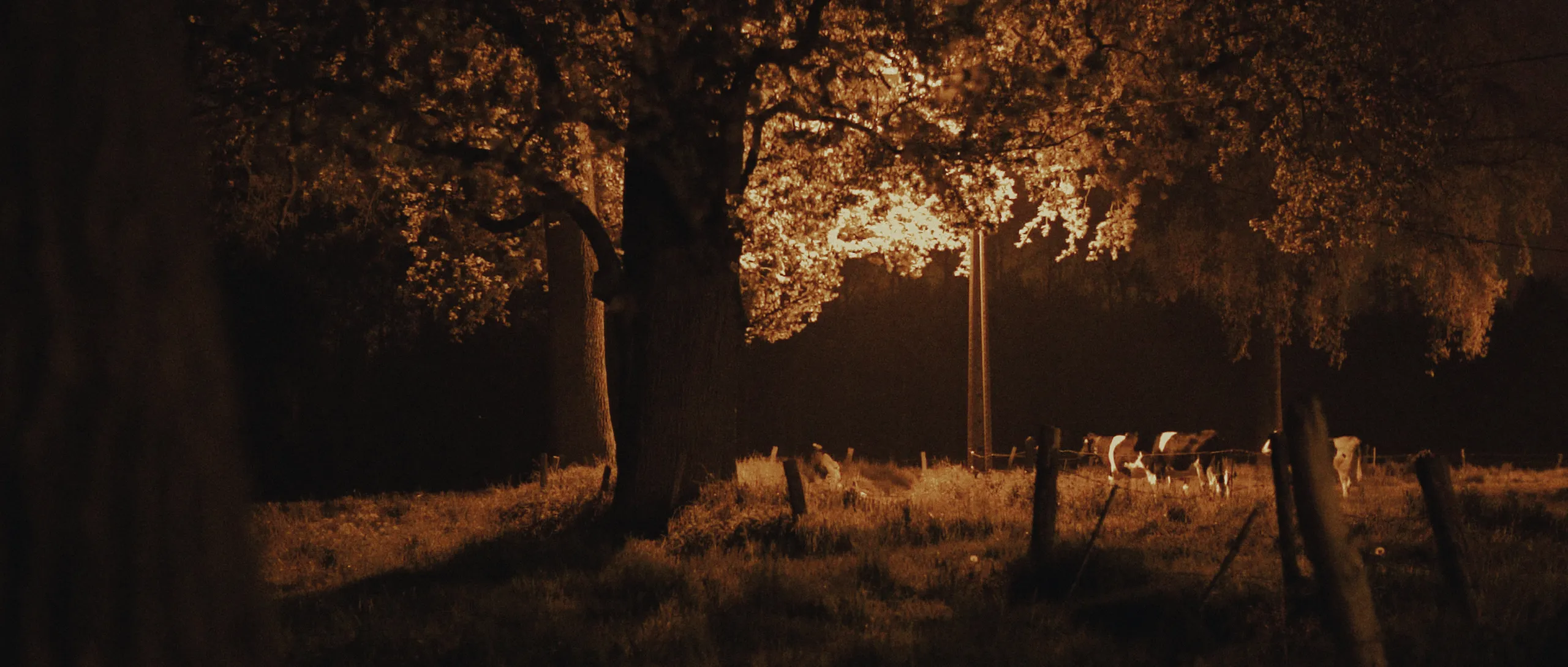 Anna: night pasture with a large tree, wooden fence, and cattle grazing under warm light