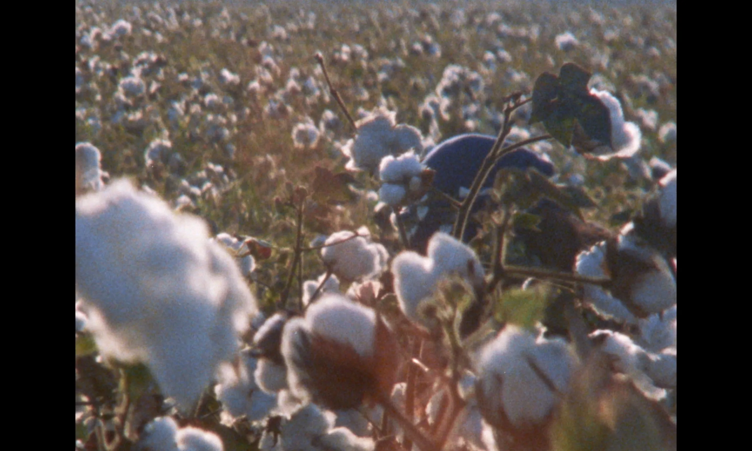 Ever Since, I Have Been Flying: sunlit close view of ripe cotton bolls in a field at golden hour