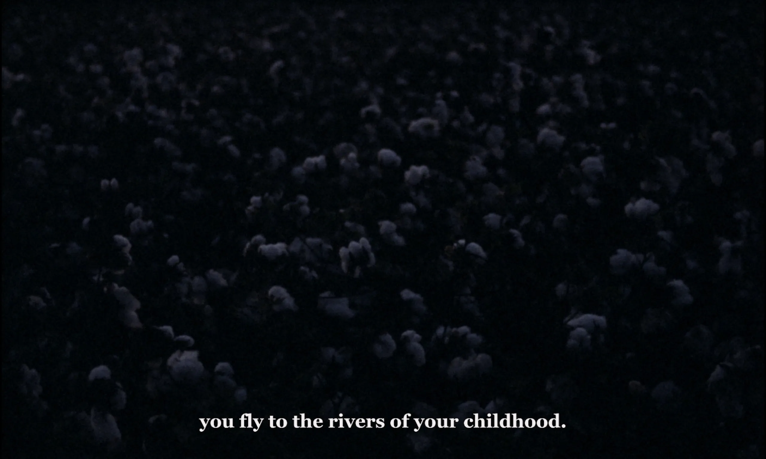 Ever Since, I Have Been Flying: darkened cotton field at night, subtitled about flying to childhood rivers