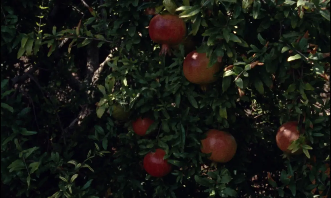 Ever Since, I Have Been Flying: ripening red pomegranates hang among dark green leaves in dappled shade