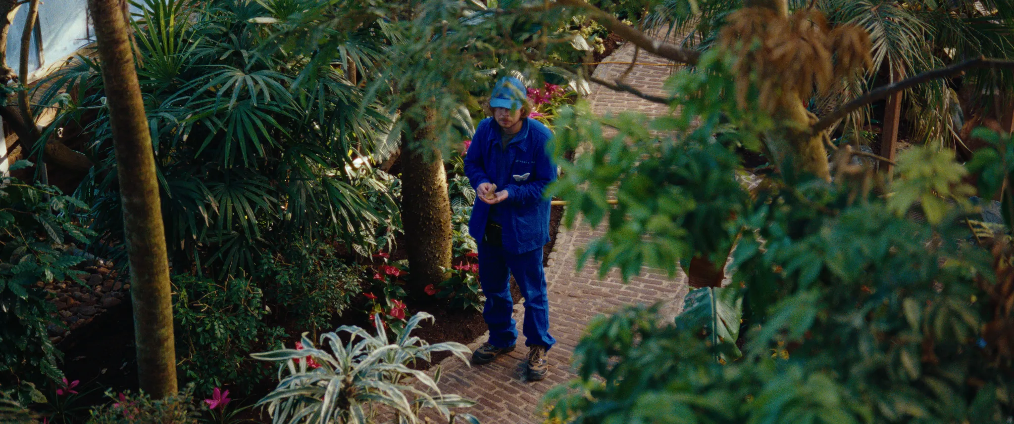 Vlinderman cinematography still