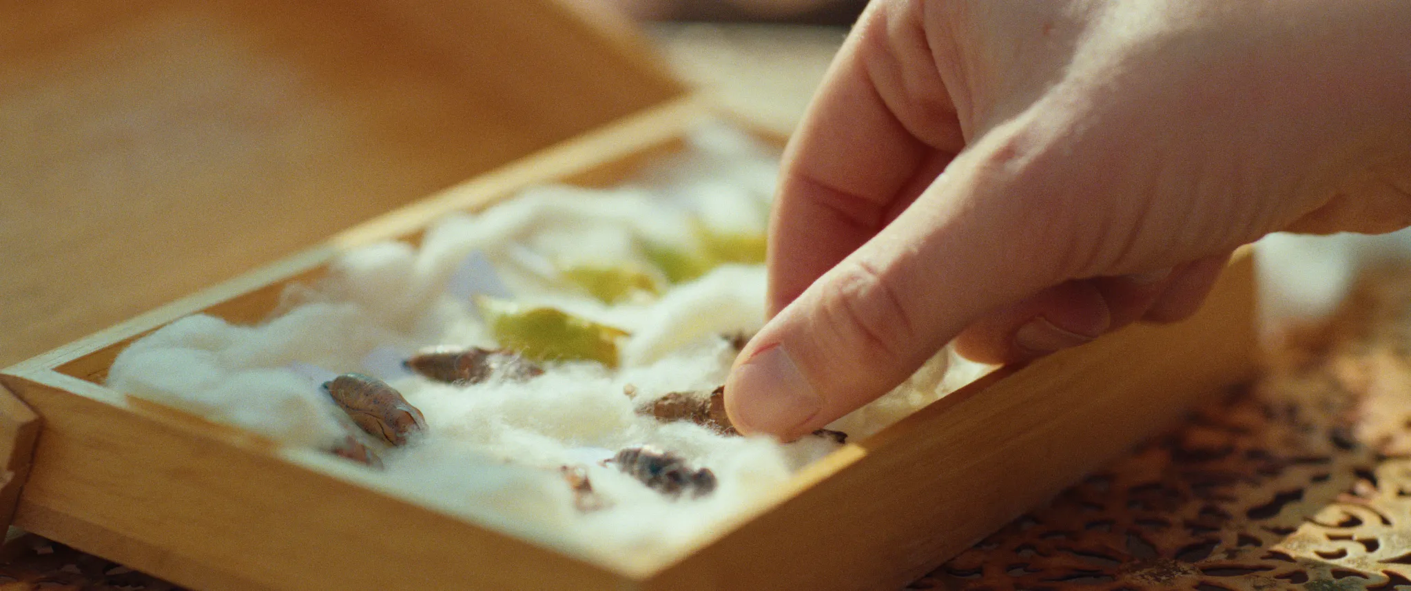 Vlinderman cinematography still