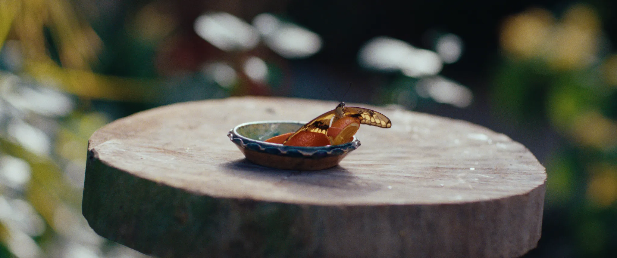 Vlinderman cinematography still