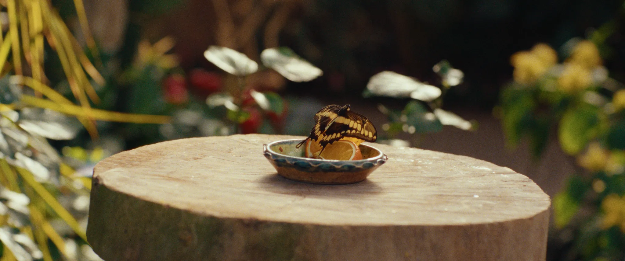 Vlinderman cinematography still
