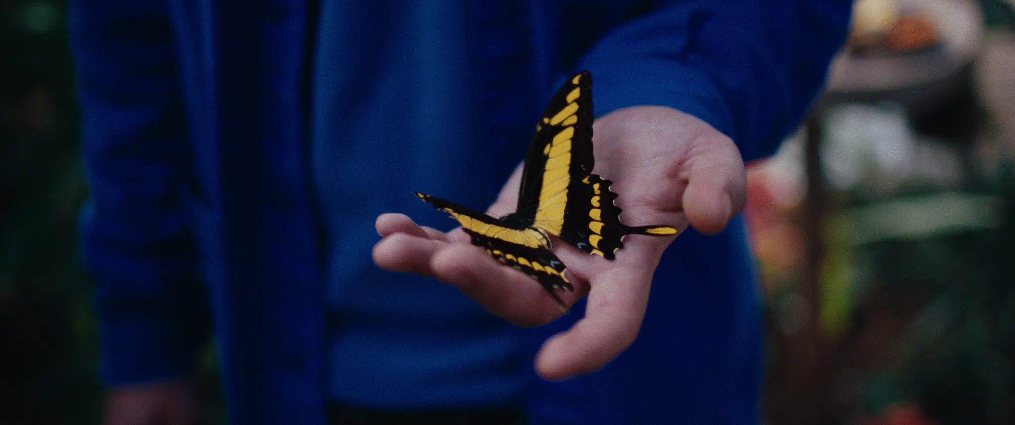 Vlinderman cinematography still