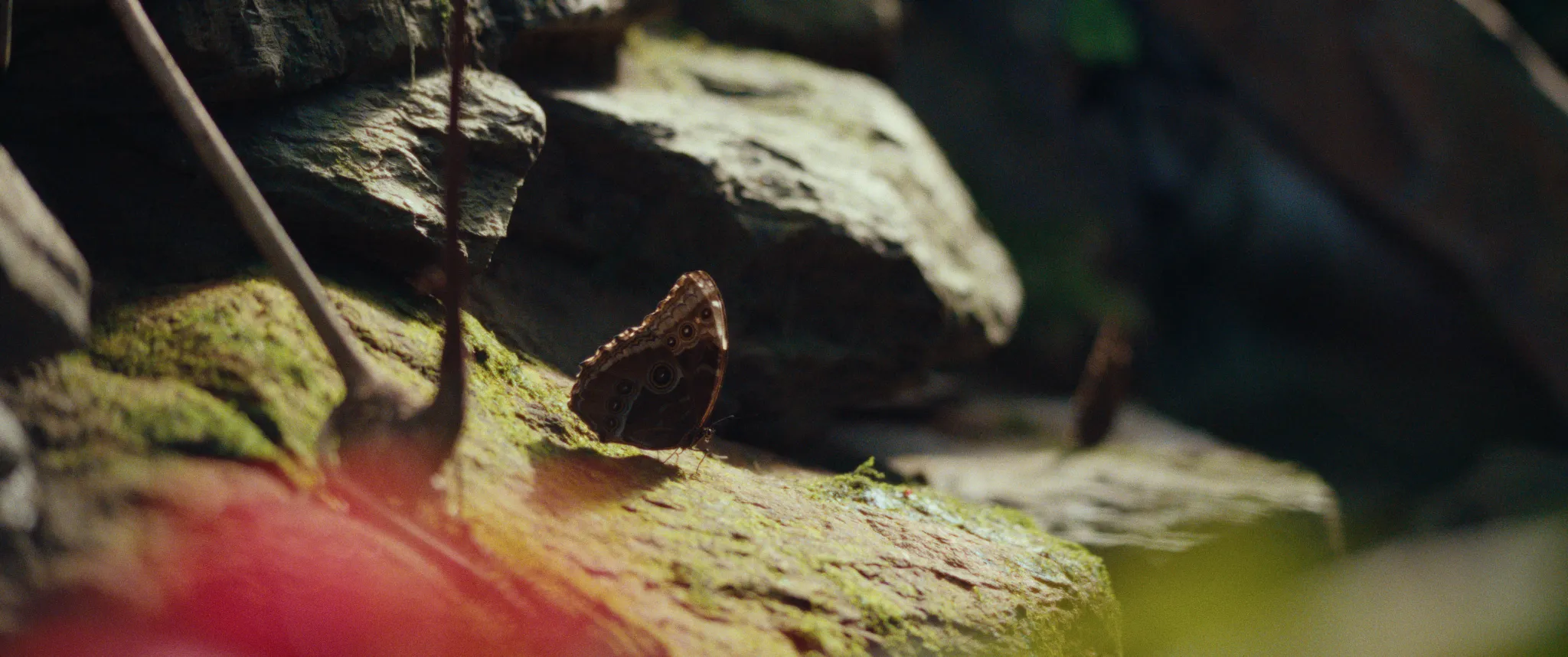 Vlinderman cinematography still