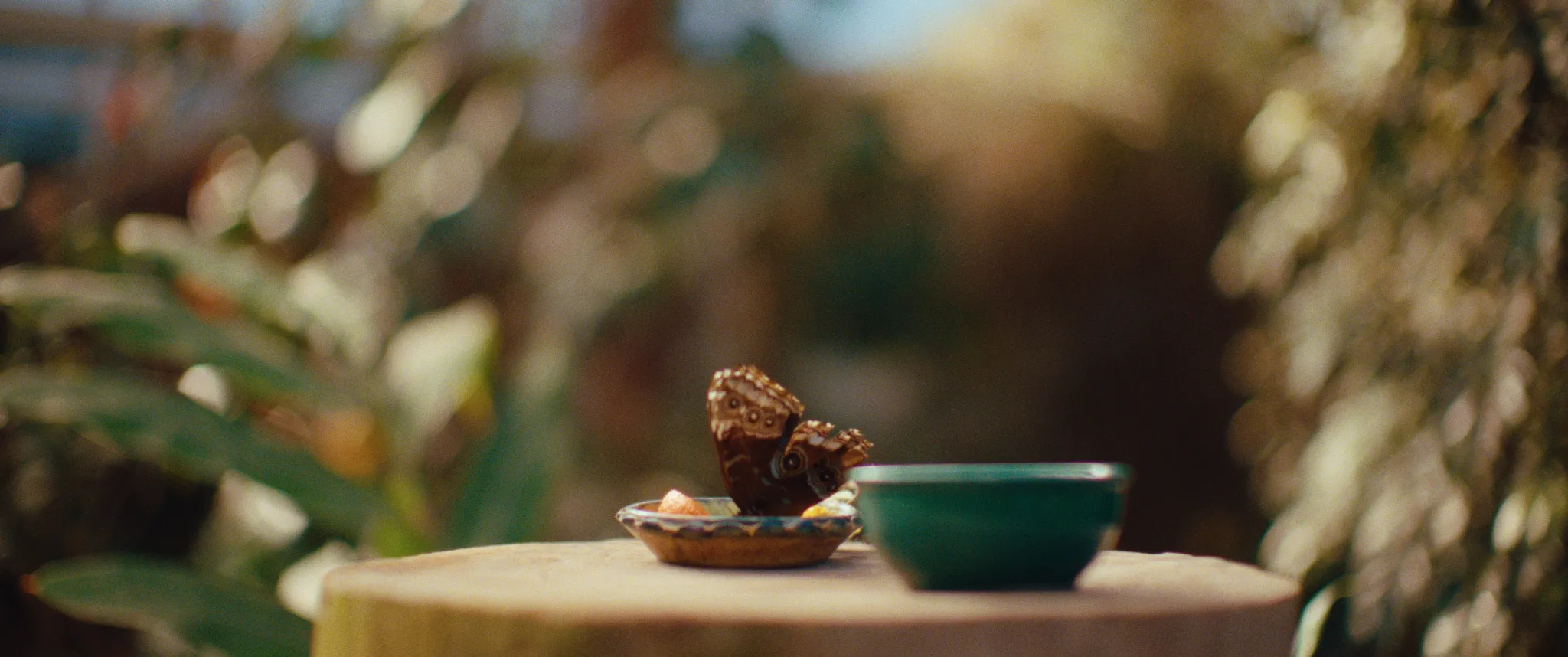 Vlinderman cinematography still