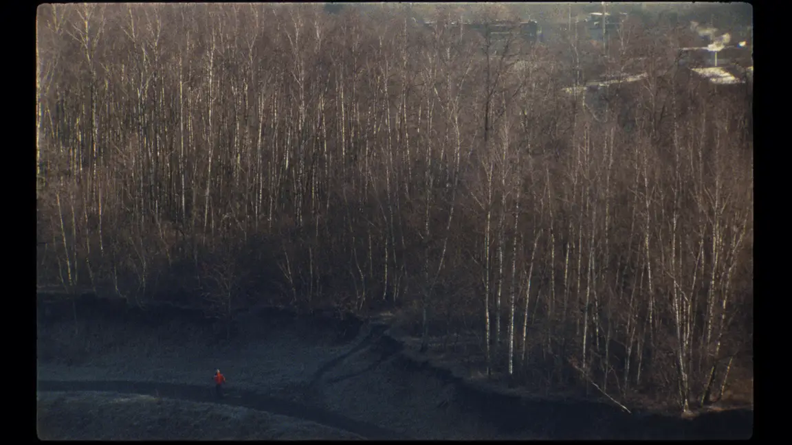 World Wood Web: tiny red-jacketed figure on a dark path below a wall of bare birch trees